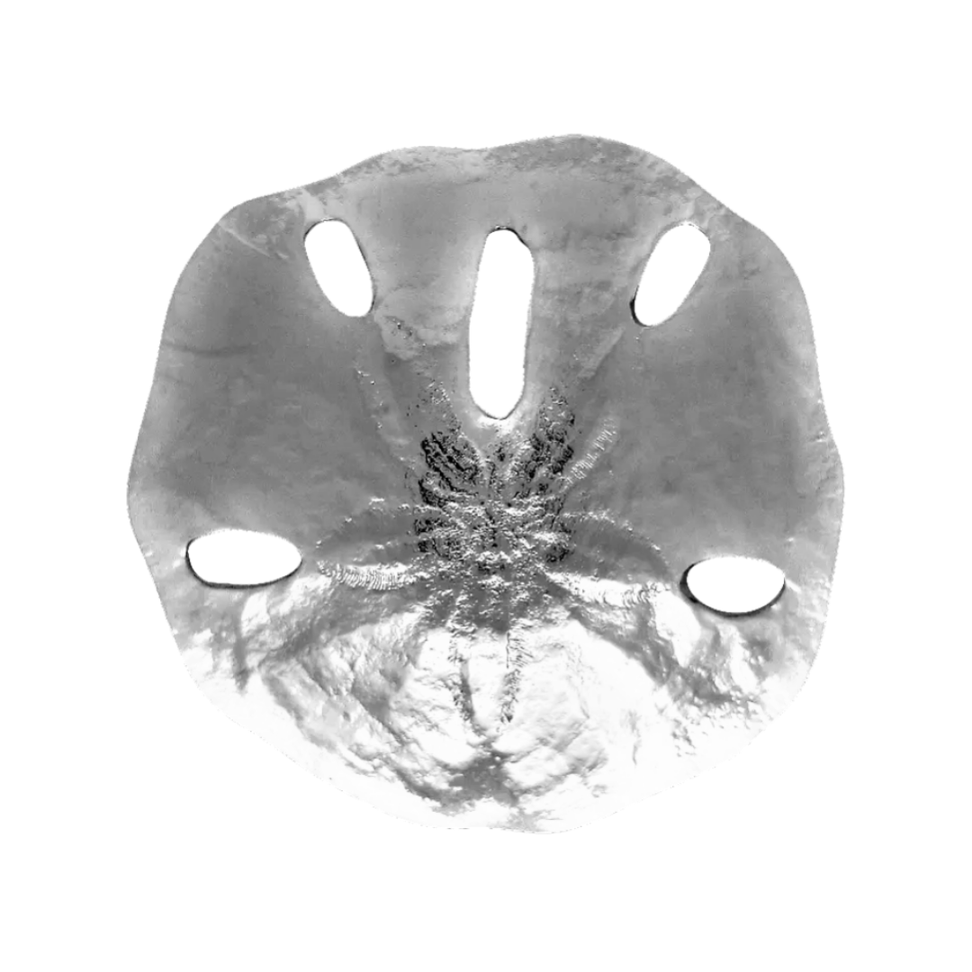 Sand Dollar